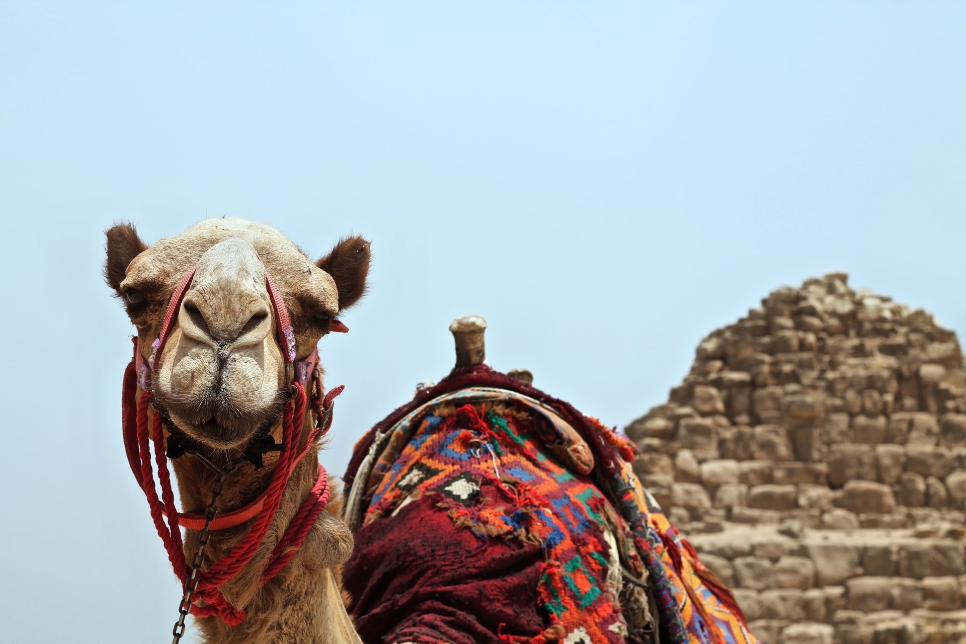 Camel along large brown rock